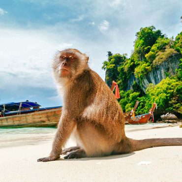 Monkey beach